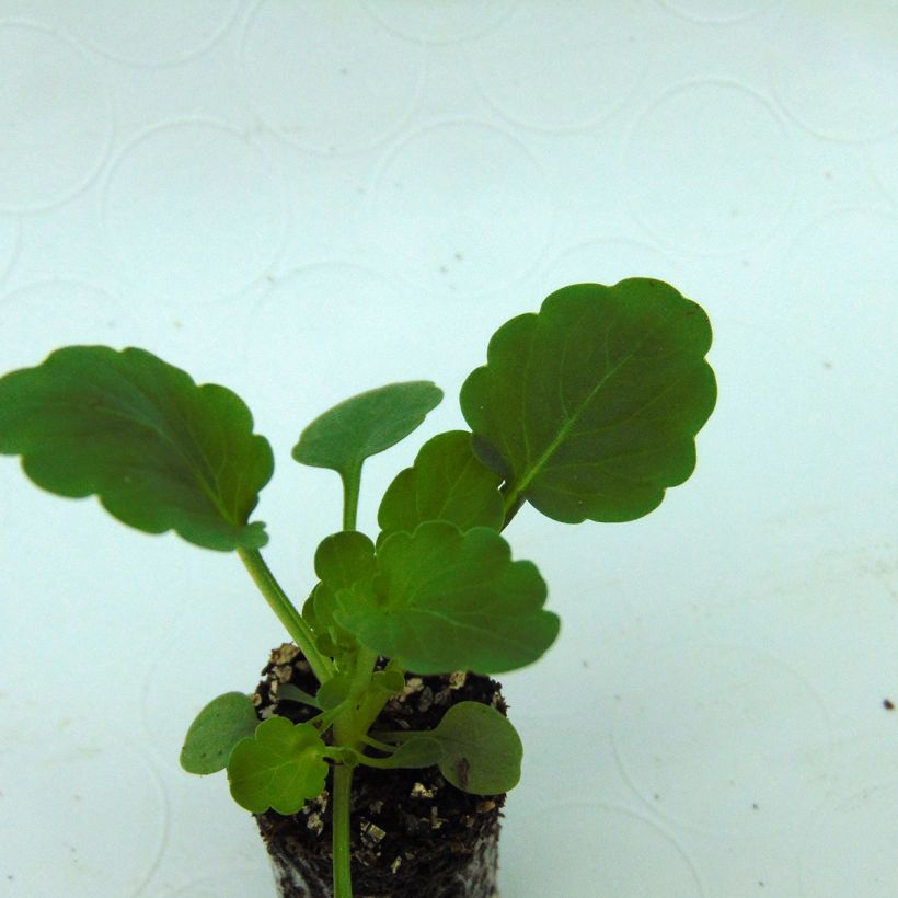 Viola cornuta Xp Sorbet F1 Yellow - Horned pansy (Foliage)