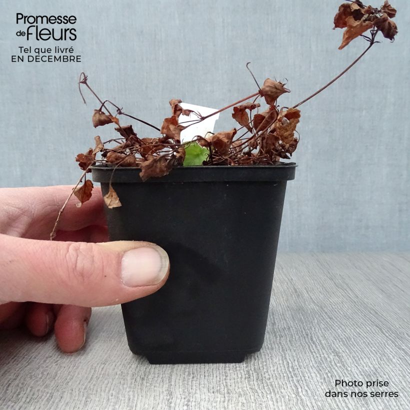 Viola reichenbachiana  8/9 cm pot sample as delivered in winter