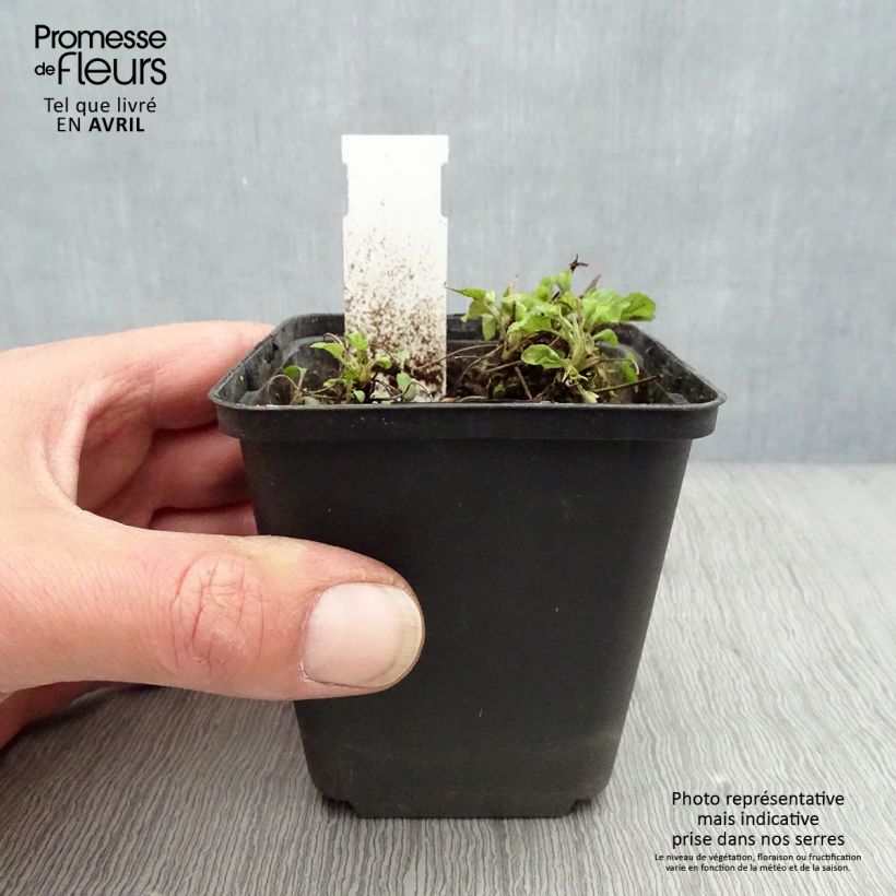 Viola reichenbachiana  8/9 cm pot sample as delivered in spring