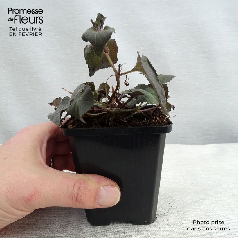 Viola riviniana var. purpurea  8/9 cm pot sample as delivered in winter