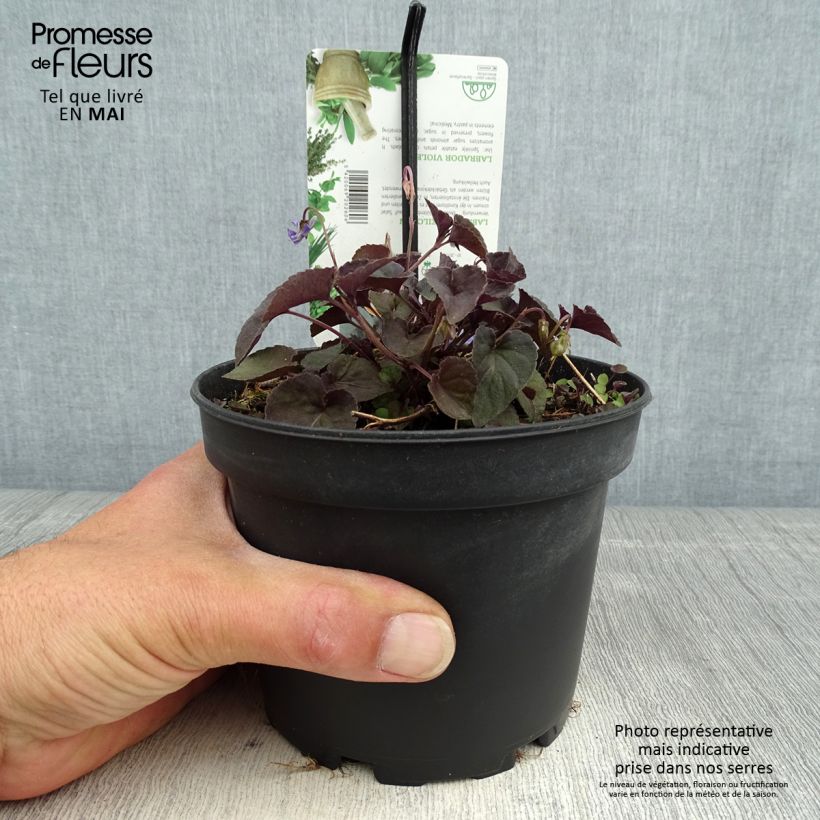 Viola riviniana var. purpurea  1.5L/2L pot sample as delivered in spring