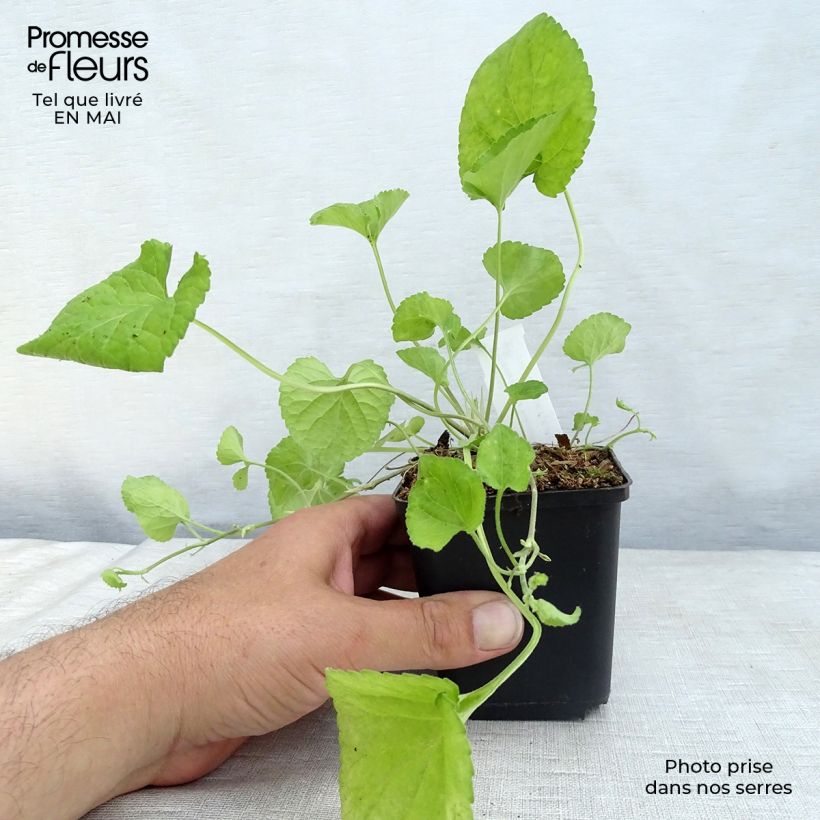 Viola odorata Königin Charlotte 8/9 cm pot sample as delivered in spring