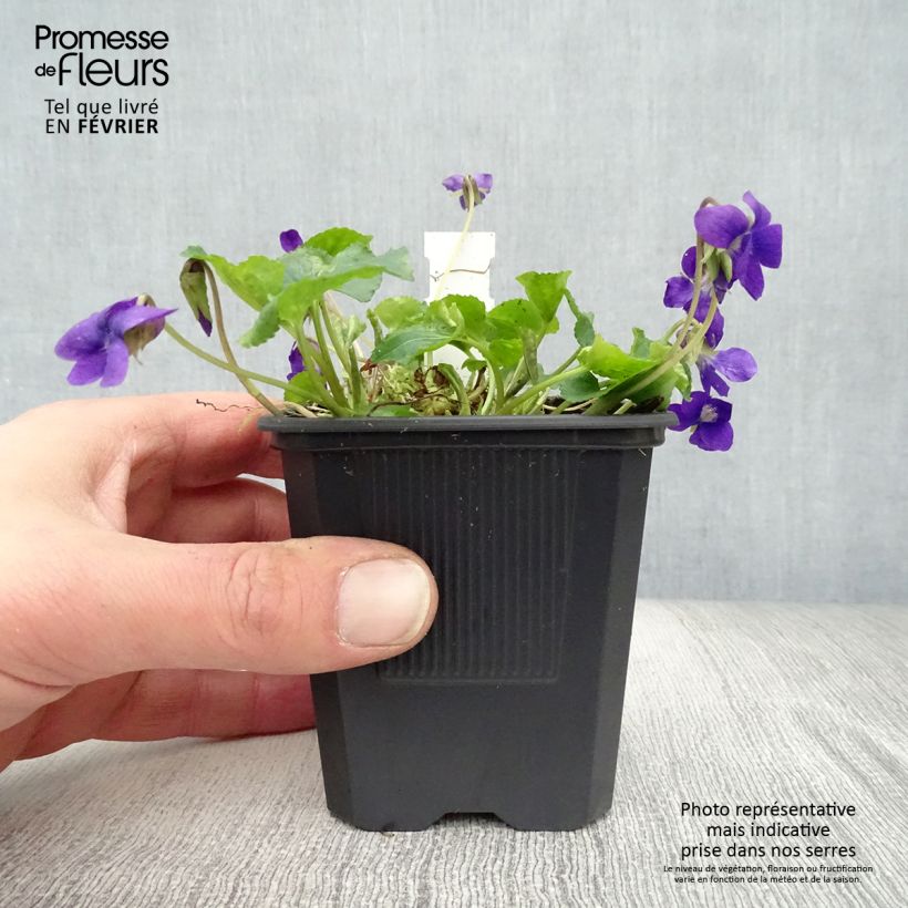 Viola x odorata Mrs Pinehurst 8/9 cm pot sample as delivered in winter