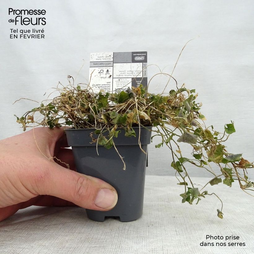 Viola suavis Parme de Toulouse 7/8 cm pot sample as delivered in winter