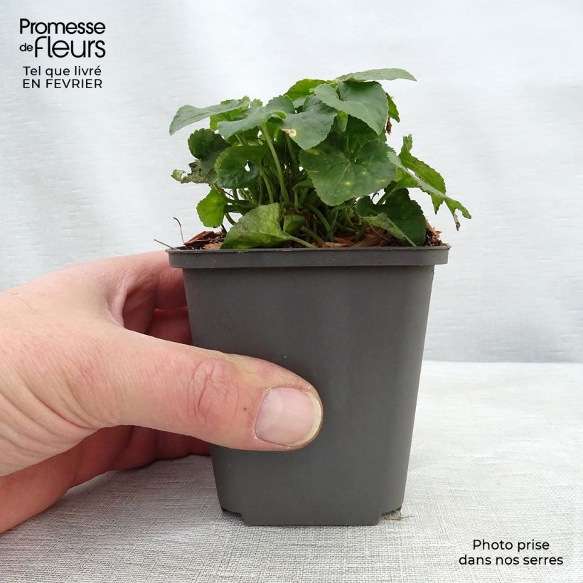 Viola odorata Vanilla 8/9 cm pot sample as delivered in winter