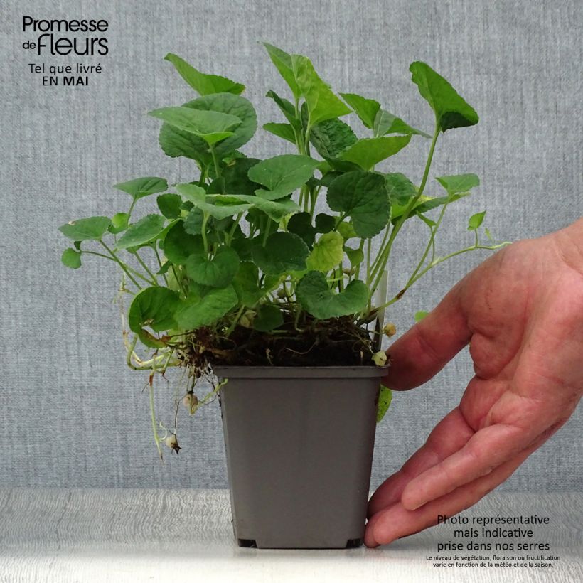 Viola odorata Alba 8/9 cm pot sample as delivered in spring