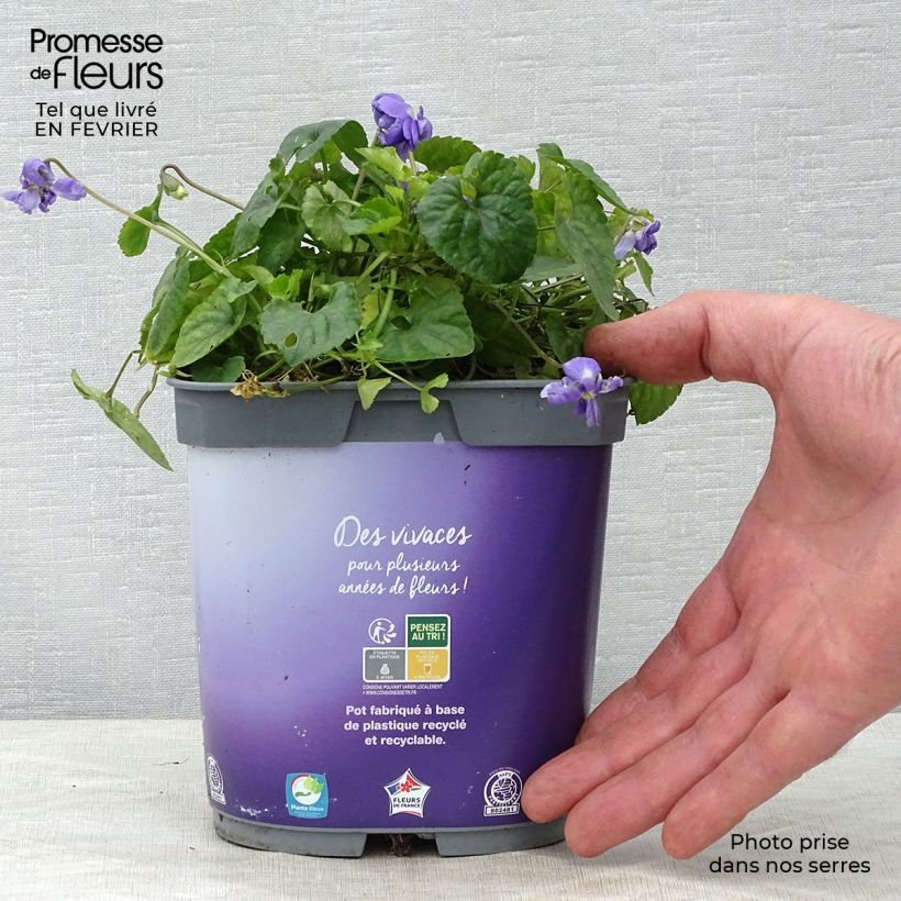 Viola odorata Plena 2L/3L pot sample as delivered in winter