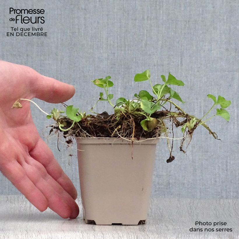 Viola odorata Reine Des Blanches 8/9 cm pot sample as delivered in winter