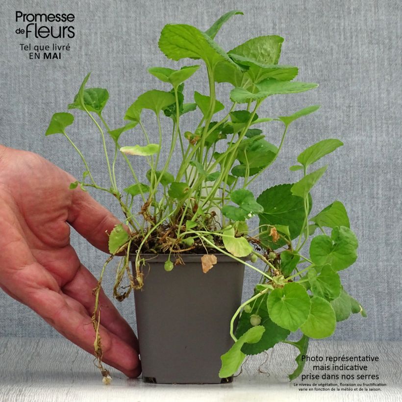 Viola odorata Reine Des Blanches 8/9 cm pot sample as delivered in spring