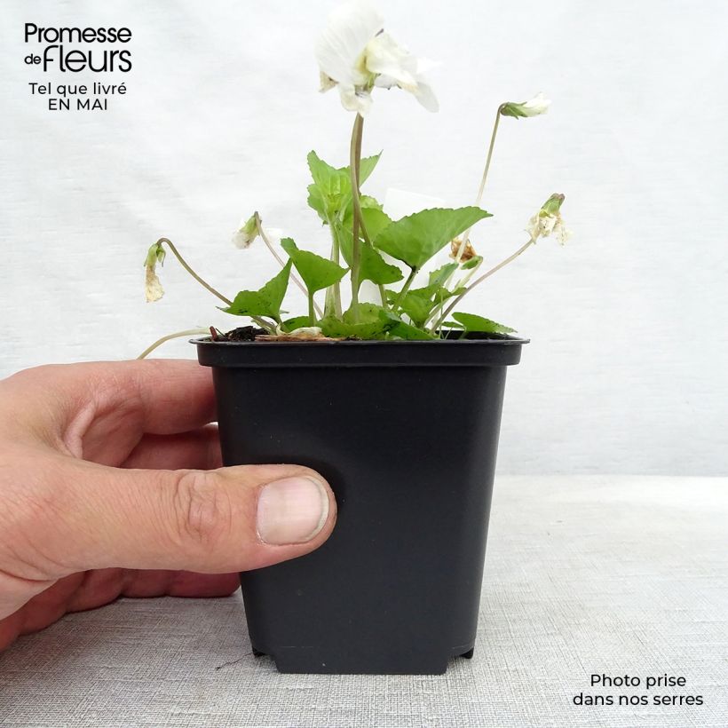Viola sororia Albiflora 8/9 cm pot sample as delivered in spring