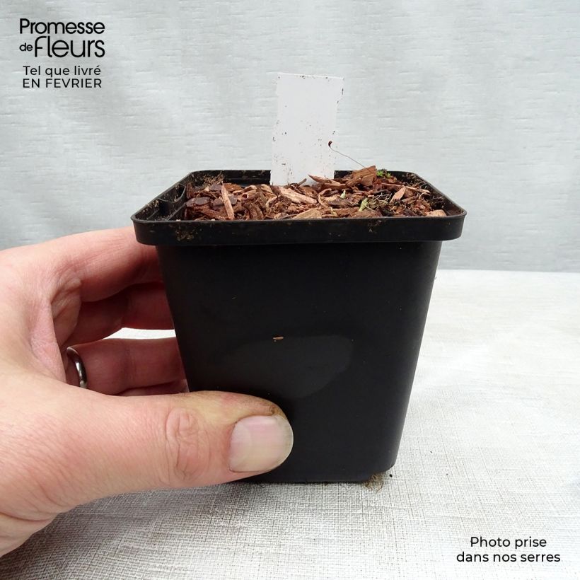 Viola sororia Freckles 8/9 cm pot sample as delivered in winter