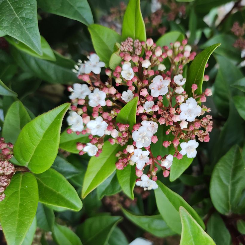 Viburnum tinus Spirit (Flowering)