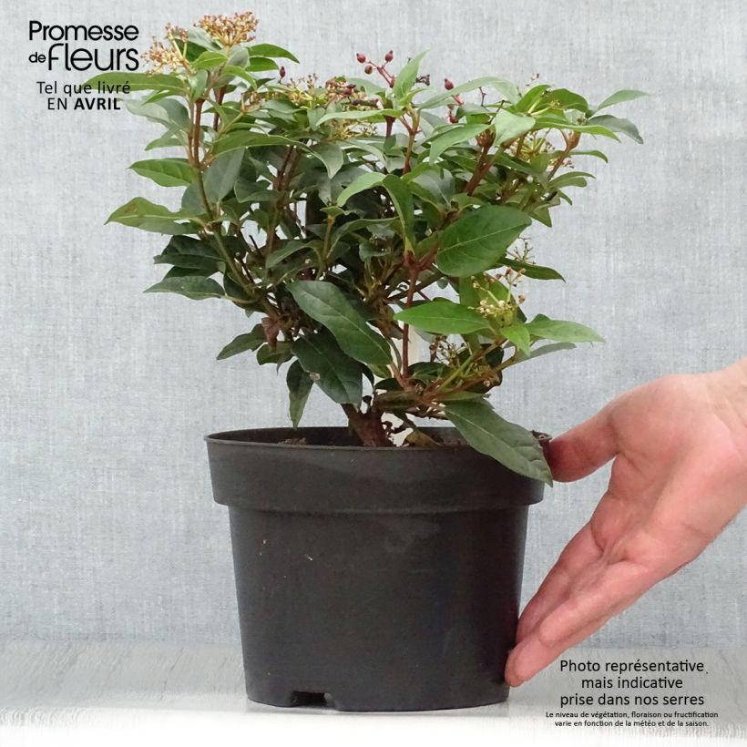 Viburnum tinus Spirit 1.5L/2L pot sample as delivered in spring