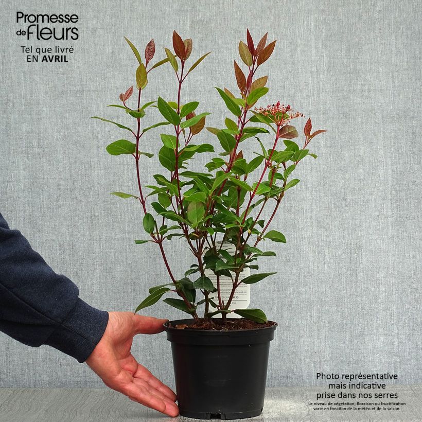 Viburnum tinus Spirit 3L/4L pot sample as delivered in spring