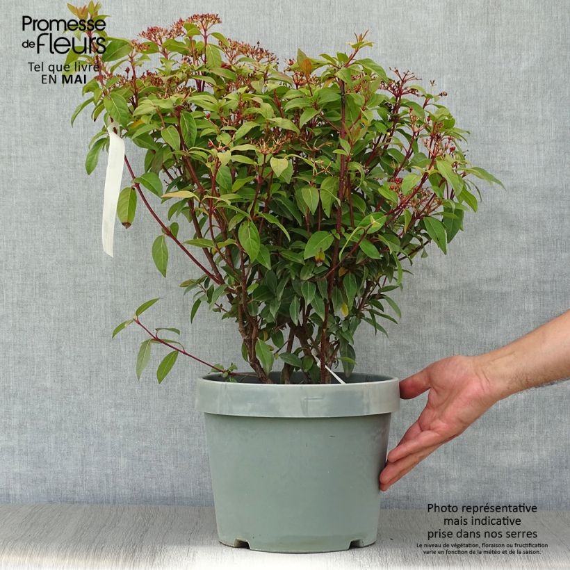 Viburnum tinus Spirit 7.5L/10L pot sample as delivered in spring