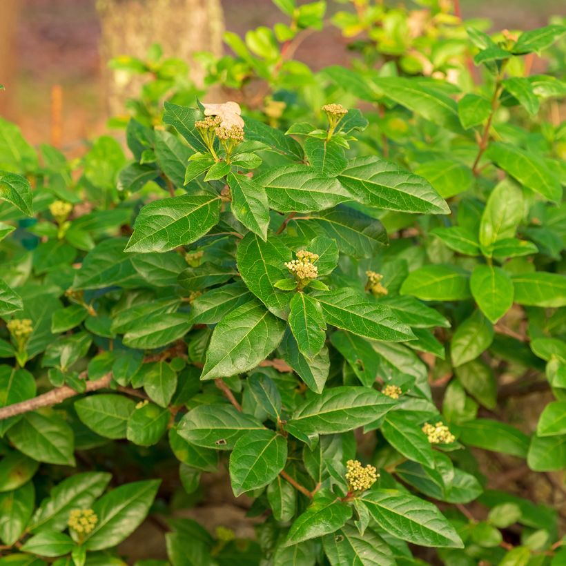 Viburnum tinus - Laurustinus (Foliage)