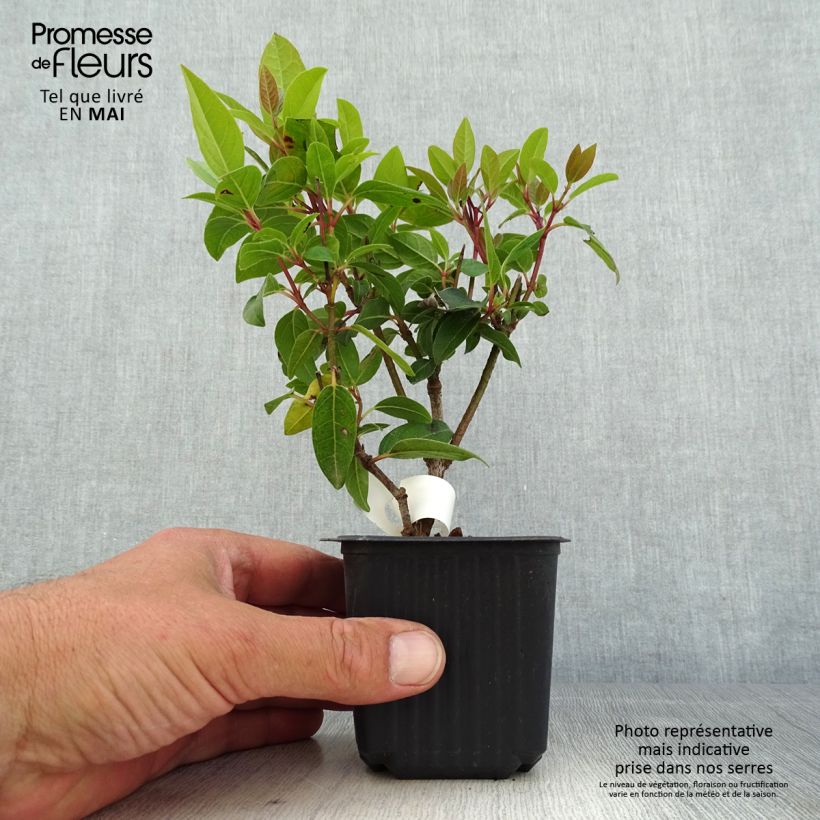 Viburnum tinus - Laurustinus 8/9 cm pot sample as delivered in spring