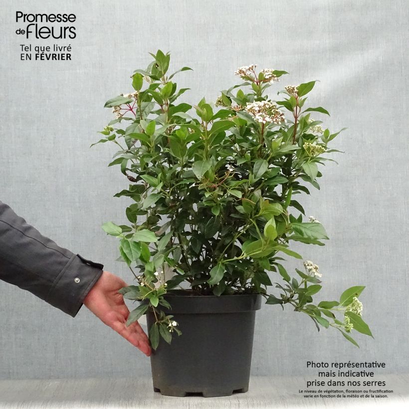 Viburnum tinus - Laurustinus 7.5L/10L pot sample as delivered in winter