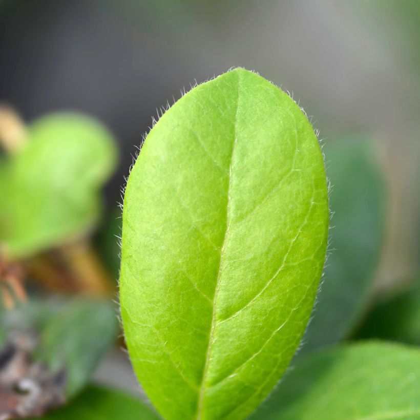 Viburnum tinus Gwenllian (Foliage)