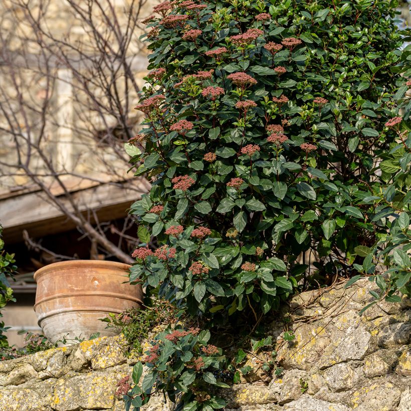 Viburnum tinus Gwenllian (Plant habit)