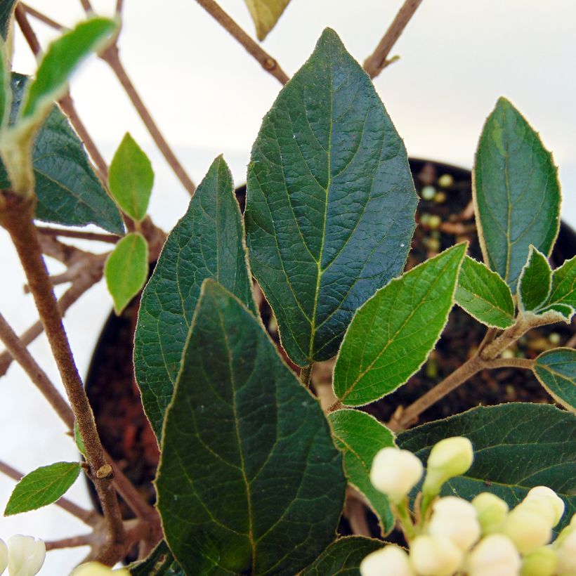 Viburnum utile Eskimo (Foliage)