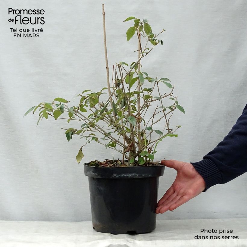 Viburnum  utile Eskimo 4L/5L pot sample as delivered in spring