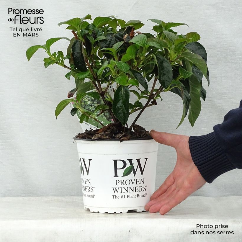 Viburnum Shiny Dancer 3L/4L pot sample as delivered in spring
