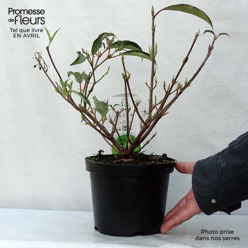 Viburnum hillieri Winton 3L/4L pot sample as delivered in spring