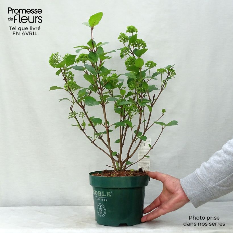 Viburnum plicatum Grandiflorum Noble 2L/3L pot sample as delivered in spring