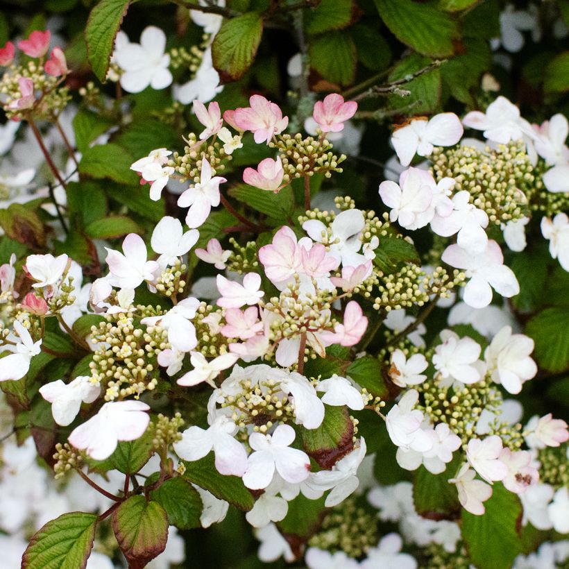 Viburnum plicatum Pinkawai® (Plant habit)