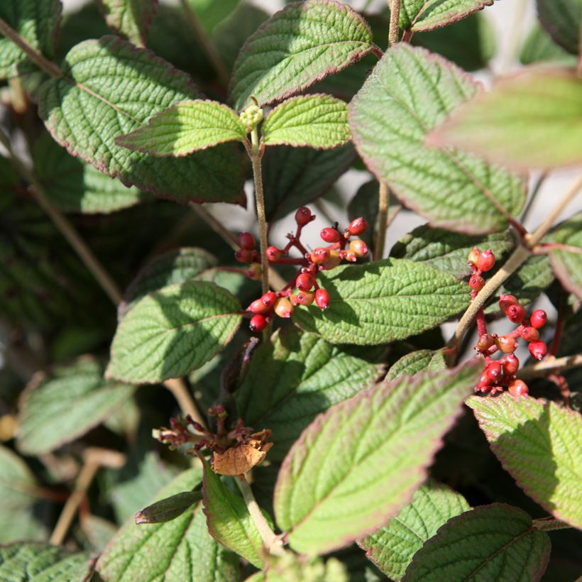 Viburnum plicatum Pinkimono (Foliage)