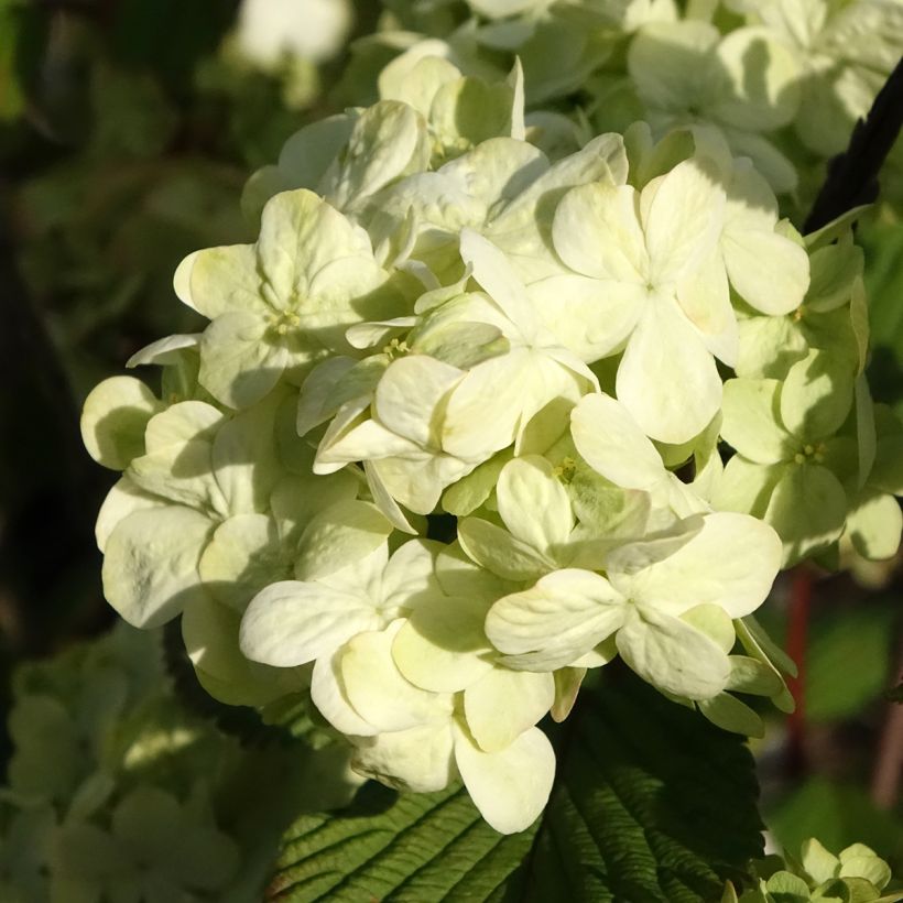 Viburnum plicatum Popcorn (Flowering)