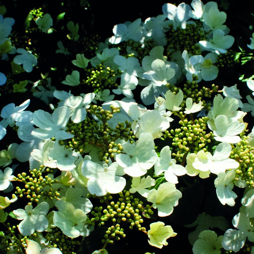 Viburnum plicatum Shirogami® (Flowering)
