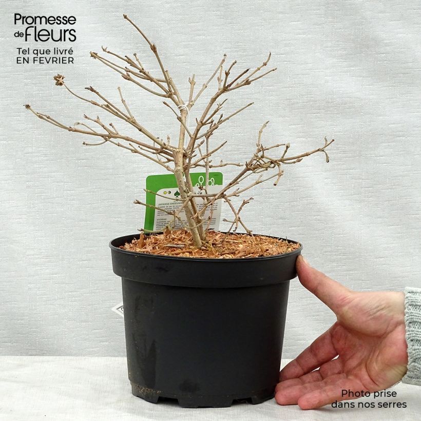 Viburnum plicatum Summer Snow Flake 2L/3L pot sample as delivered in winter