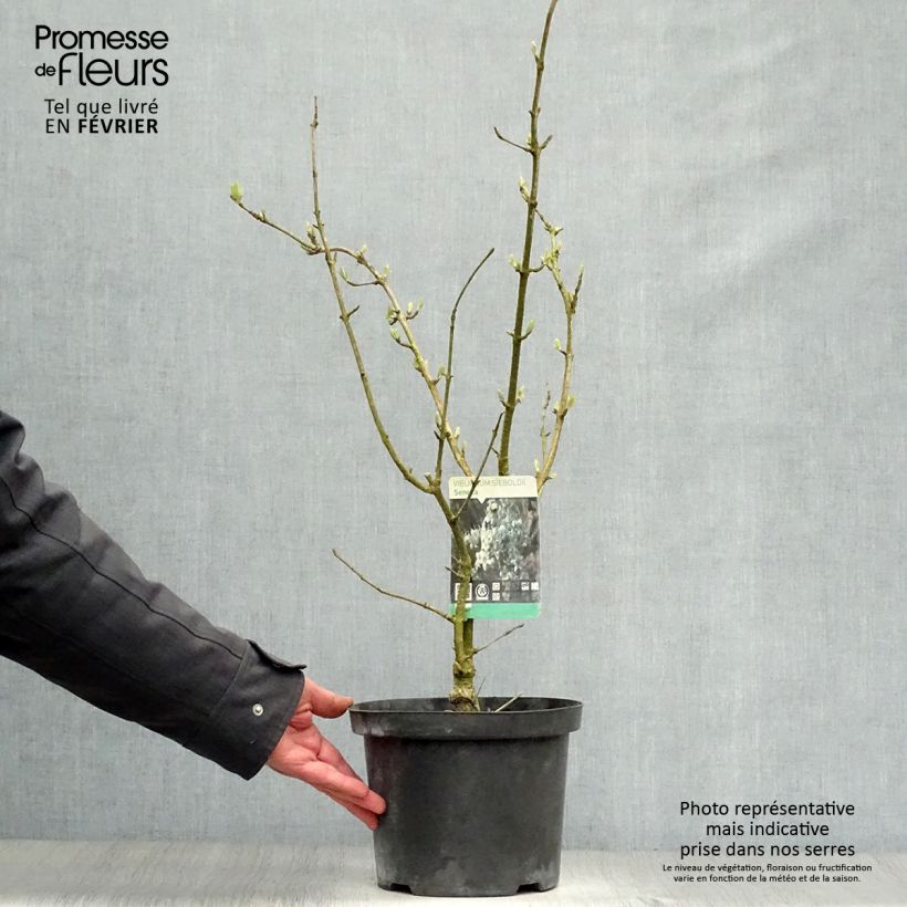 Viburnum sieboldii Seneca 4L/5L pot sample as delivered in winter