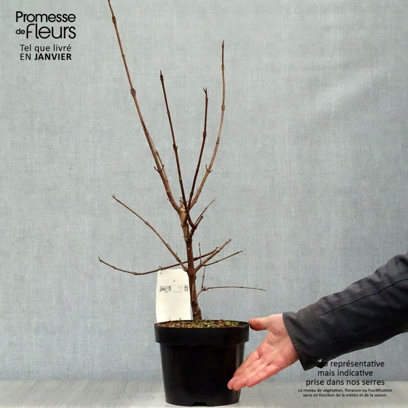Viburnum x carlcephalum 3L/4L pot sample as delivered in winter
