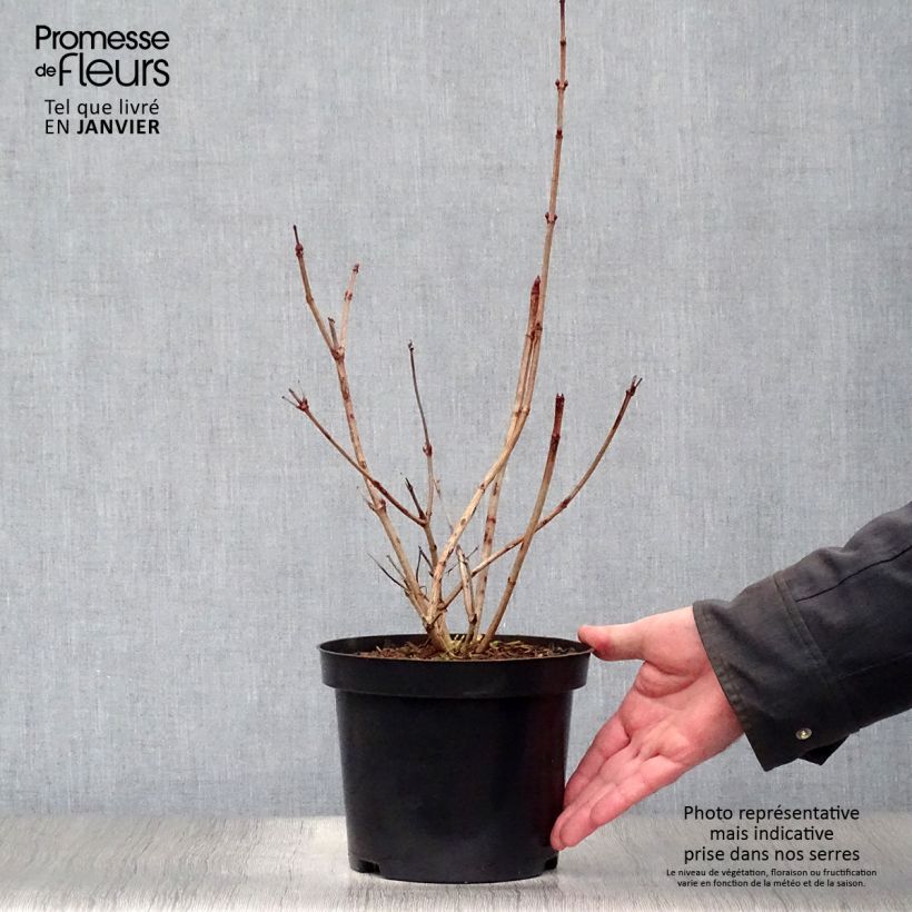 Snowball Viburnum - Viburnum opulus Roseum 2L/3L pot sample as delivered in winter