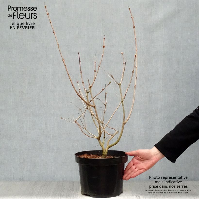 Snowball Viburnum - Viburnum opulus Roseum 7.5L/10L pot sample as delivered in winter