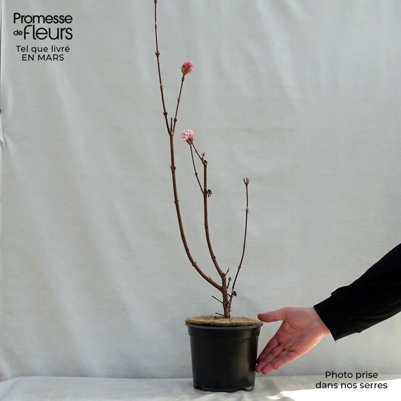 Viburnum bodnantense Charles Lamont 3L/4L pot sample as delivered in spring