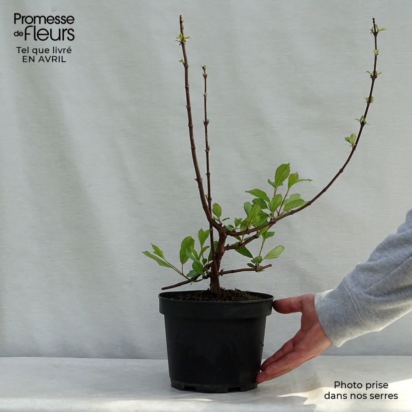 Viburnum farreri 2L/3L pot sample as delivered in spring