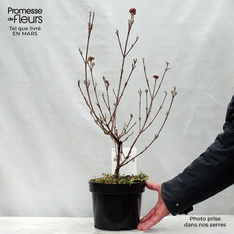 Viburnum  burkwoodii Anne Russell 3L/4L pot sample as delivered in spring