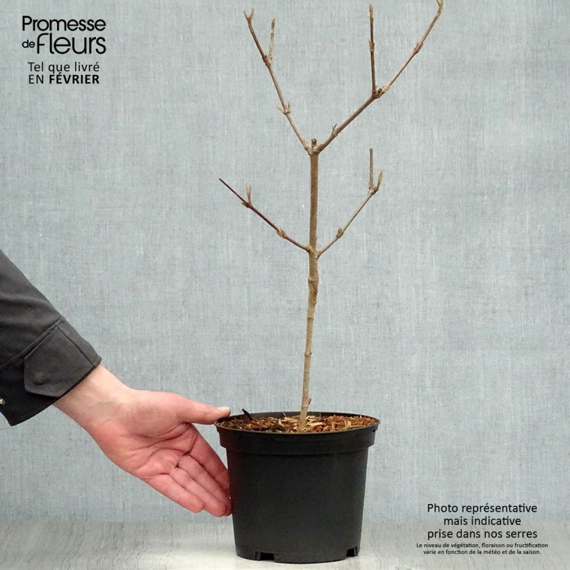 Viburnum carlesii Caprifoliaceae 2L/3L pot sample as delivered in winter