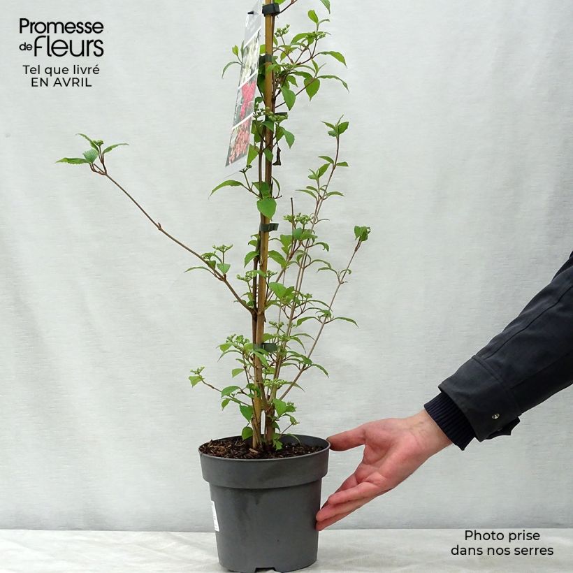 Viburnum plicatum Kilimanjaro Sunrise 2L/3L pot sample as delivered in spring