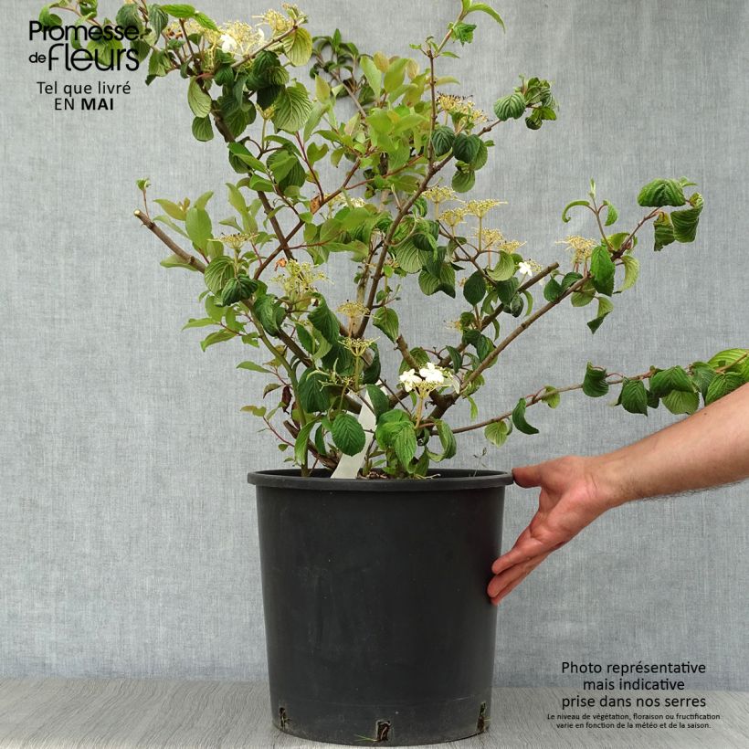 Viburnum plicatum Mariesii 7.5L/10L pot sample as delivered in spring