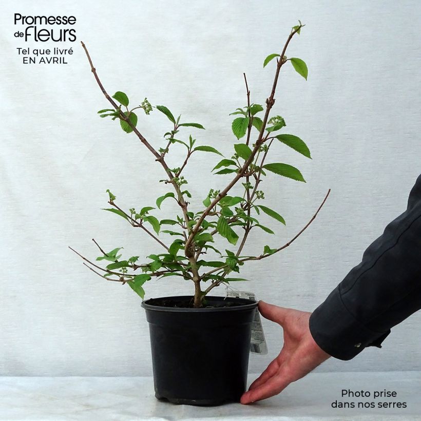 Viburnum plicatum Mariesii 3L/4L pot sample as delivered in spring