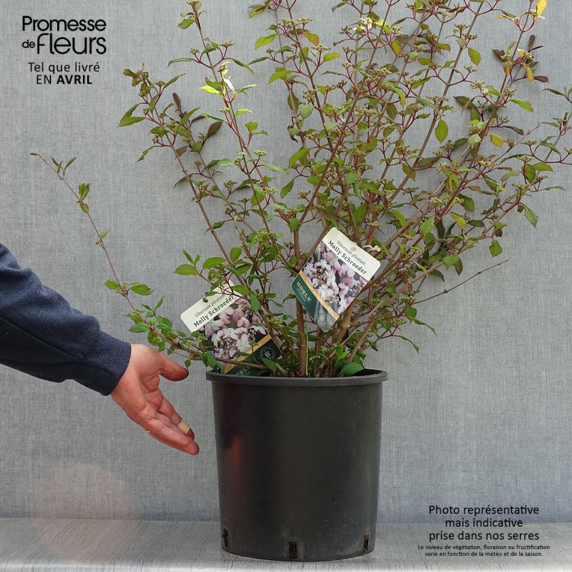 Viburnum plicatum f. tomentosum Molly Schroeder 7.5L/10L pot sample as delivered in spring