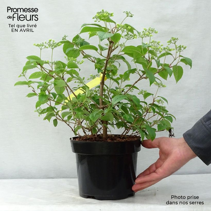 Viburnum plicatum mariesii Shasta 3L/4L pot sample as delivered in spring