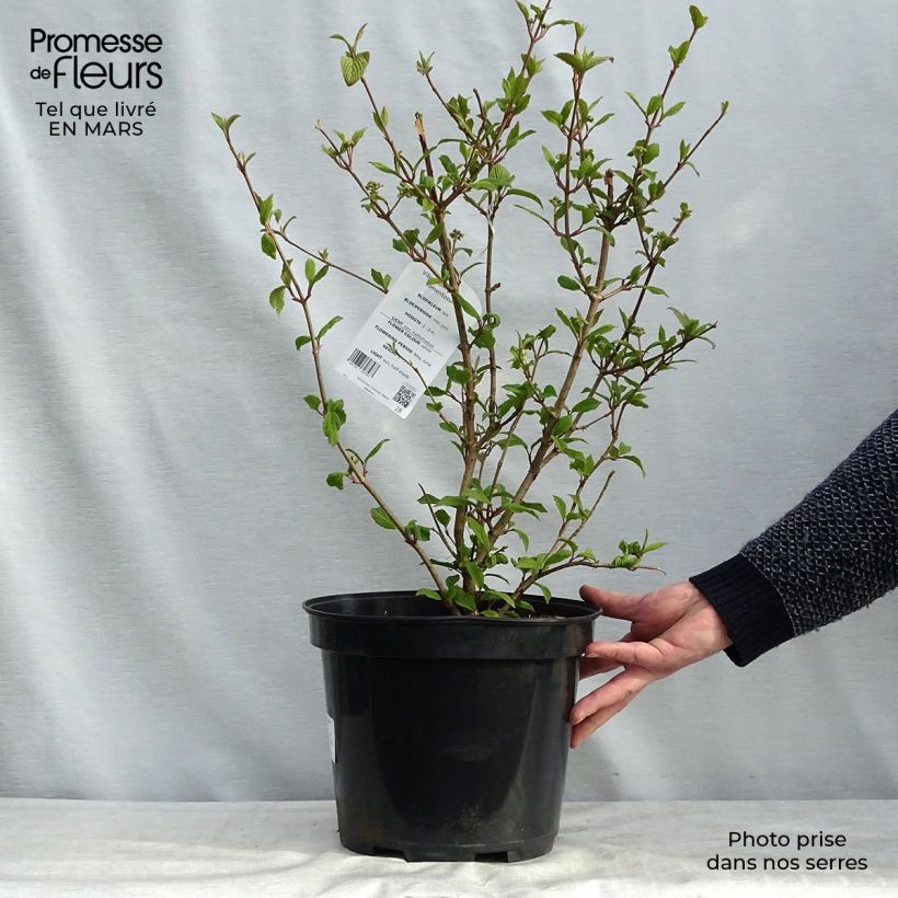 Viburnum plicatum Tomentosum 7.5L/10L pot sample as delivered in spring