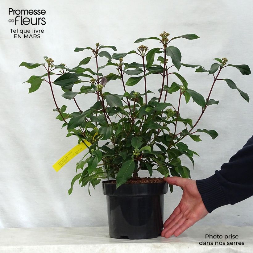 Viburnum davidii Angustifolium 3L/4L pot sample as delivered in spring