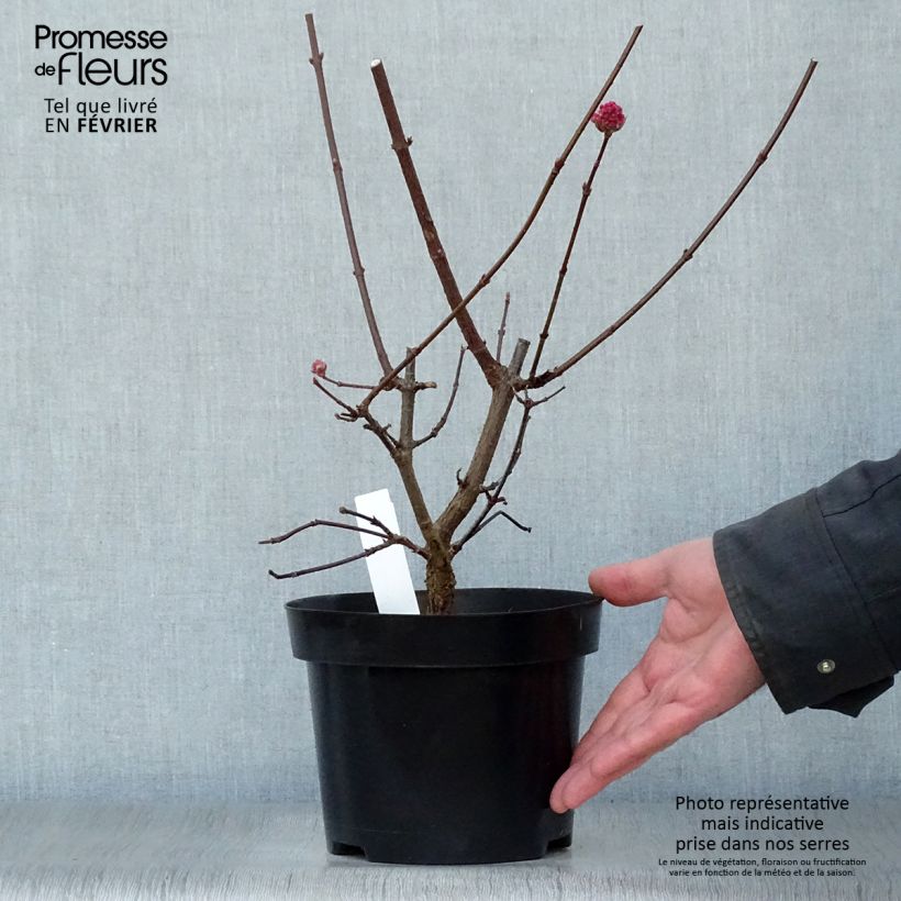 Viburnum bodnantense Charles Lamont 3L/4L pot sample as delivered in winter